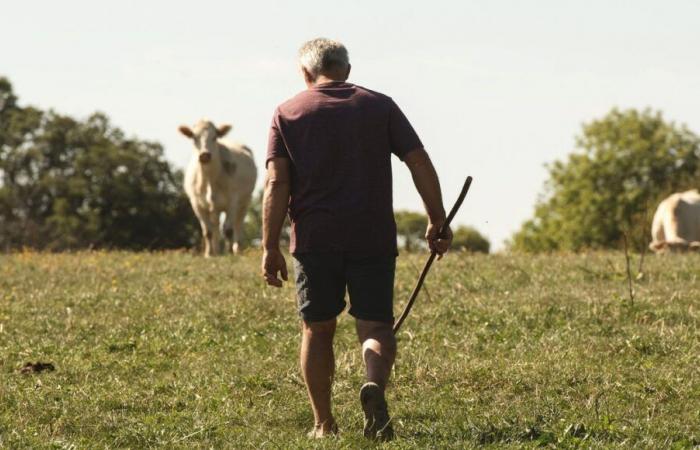 Ser agricultor implica “mucha soledad y tareas administrativas”, dice este ganadero del Finisterre