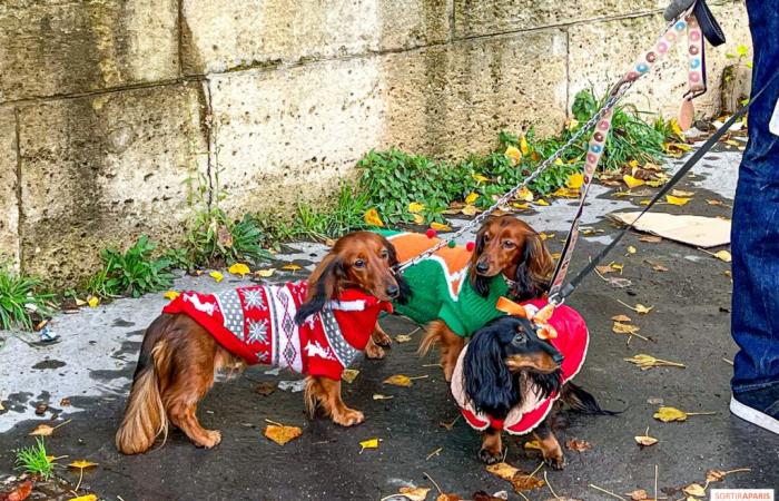 Paris Sausage Walk 2024: ¡el paseo del perro salchicha regresa a la capital este fin de semana!