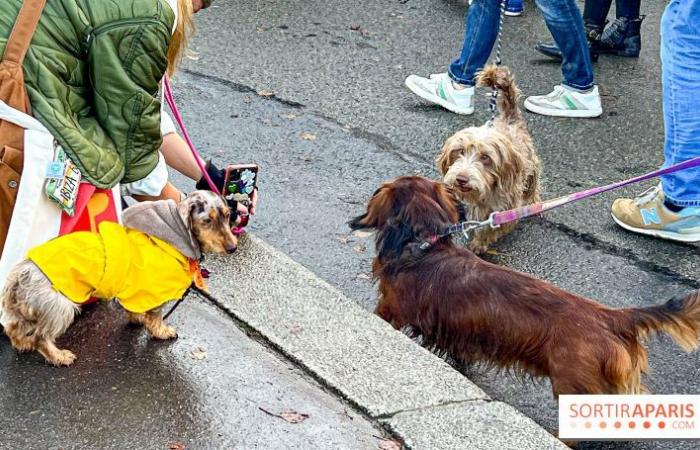 Paris Sausage Walk 2024: ¡el paseo del perro salchicha regresa a la capital este fin de semana!