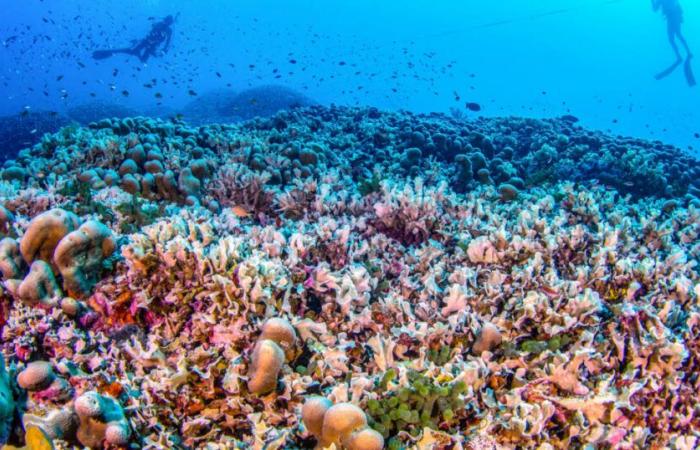 Descubren el coral más grande del mundo