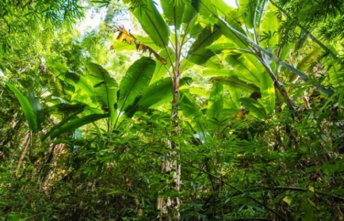 Restauración de la cubierta forestal. Una prioridad marfileña