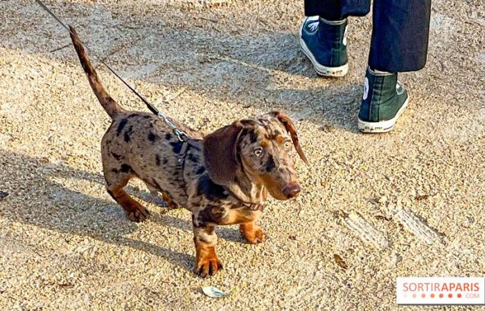 Paris Sausage Walk 2024: ¡el paseo del perro salchicha regresa a la capital este fin de semana!