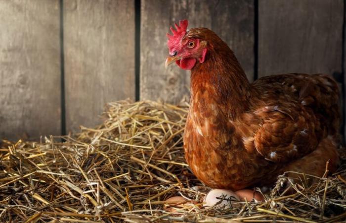 ¿El huevo antes que la gallina? Un estudio finalmente podría arrojar luz sobre un misterio ancestral