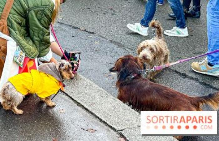 Paris Sausage Walk 2024: ¡el paseo del perro salchicha regresa a la capital este fin de semana!