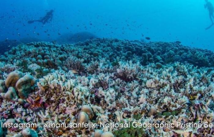 El coral más grande del mundo descubierto en las Islas Salomón: aquí sus impresionantes imágenes