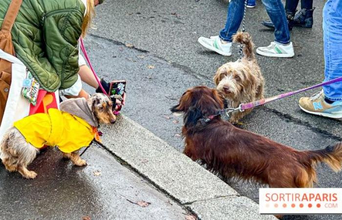 Paris Sausage Walk 2024: ¡el paseo del perro salchicha regresa a la capital este fin de semana!