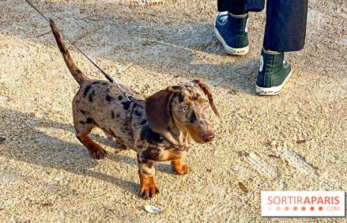 Paris Sausage Walk 2024: ¡el paseo del perro salchicha regresa a la capital este fin de semana!