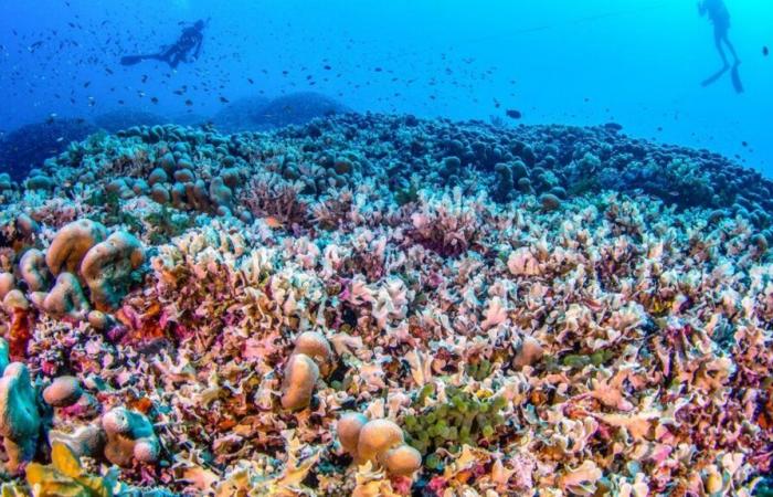 El coral más grande del mundo descubierto en las Islas Salomón.