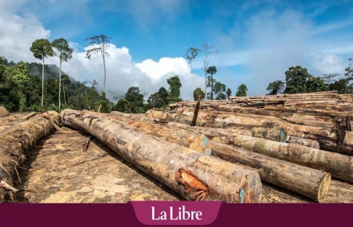 “El cordón sanitario está muerto”: una alianza de derecha y ultraderecha consigue el aplazamiento de la ley europea contra la deforestación