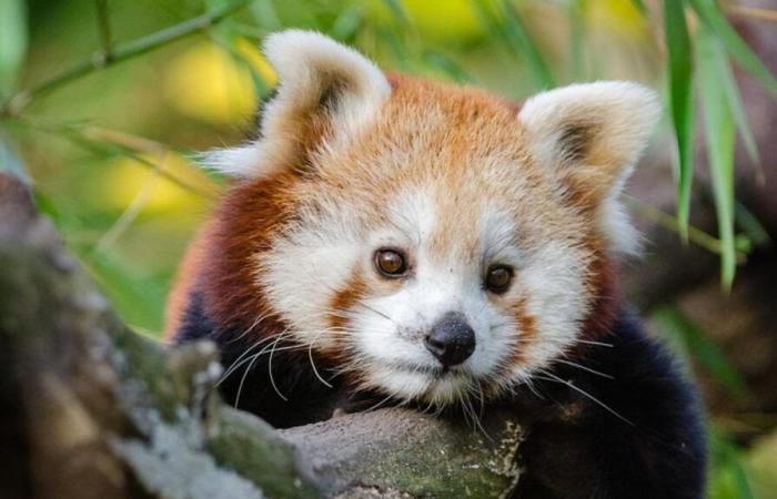 La bebé panda roja Roxie murió por estrés causado por los fuegos artificiales