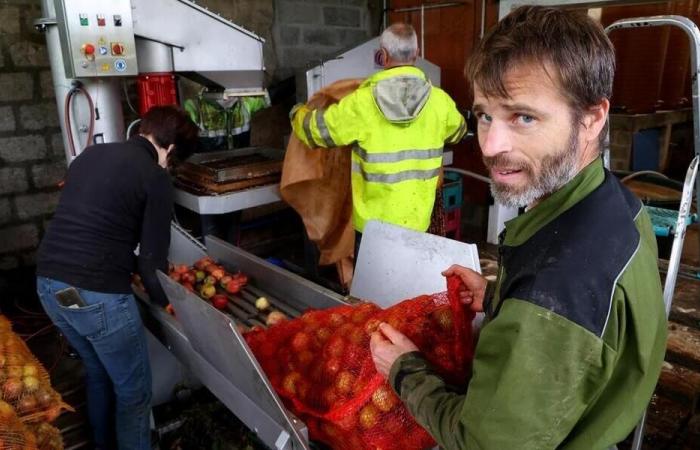 En el Canal, sus manzanas deberían proporcionarle 5.000 litros de zumo y 15.000 botellas de sidra en