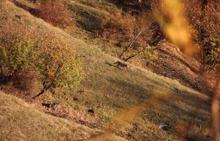 ¿Deberíamos tenerle miedo al lobo? En Yvelines, pronto hablaremos de ello en serio.