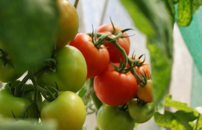 ¿Por qué es controvertido el proyecto de la mayor fábrica de tomates de Europa?