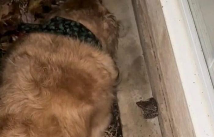 En medio de la tormenta, un Golden Retriever lleno de bondad prefiere proteger a su amiga la rana antes que regresar a casa (vídeo)