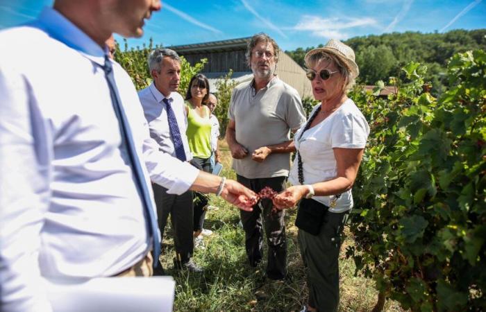 Al menos 900 hectáreas de viñedos arrancadas en Lot y Garona