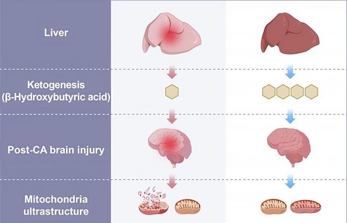 Los investigadores consiguen resucitar cerebros de cerdo 1 hora después de su muerte gracias a… su hígado ????