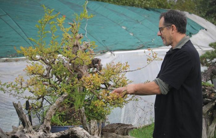 este agricultor de Dordoña es una estrella en el mundo del bonsái