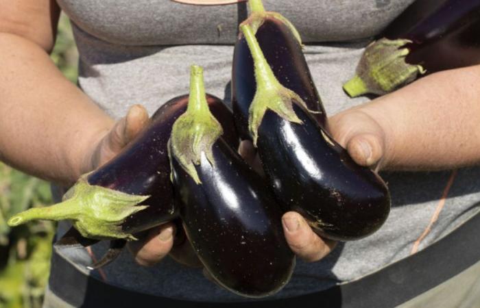 “Es necesario desarrollar el cultivo de hortalizas en Isère”