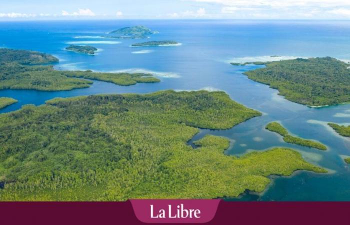 El coral más grande del mundo descubierto en las Islas Salomón en el Pacífico: “Está lleno de vida y color” (FOTO)