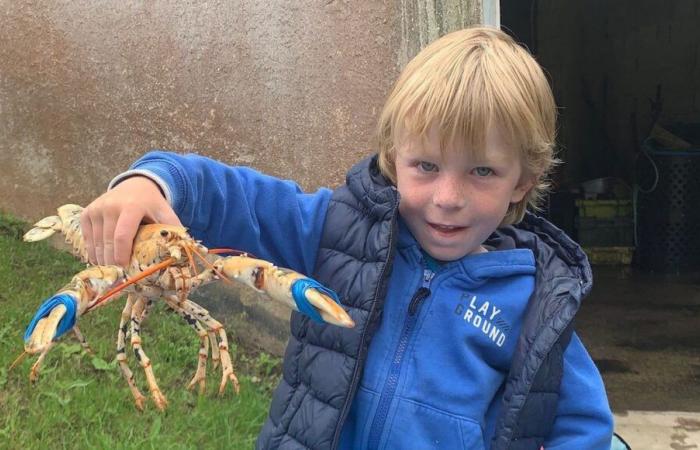 Una langosta dorada adoptada por una familia de la isla de Ouessant será estudiada en Estados Unidos