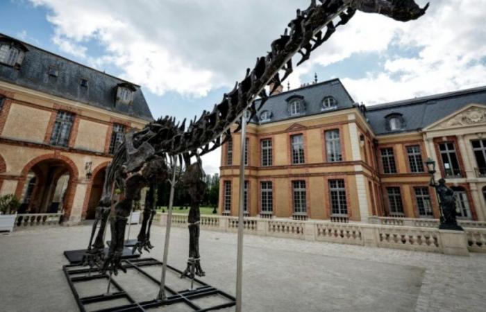 Un esqueleto de dinosaurio gigante vendido por 6 millones de euros en Yvelines: Noticias