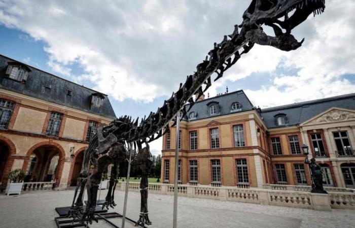 Subastas excepcionales: un esqueleto de dinosaurio alcanza un precio récord en Francia (foto)