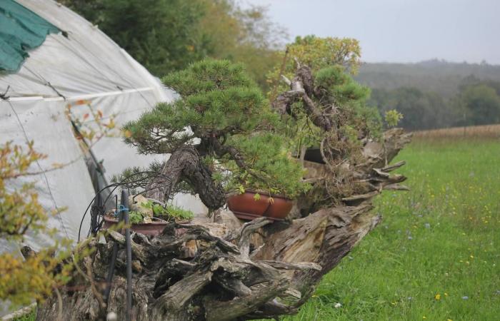 este agricultor de Dordoña es una estrella en el mundo del bonsái