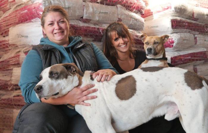 “Los animales son la última rueda del carro”: los voluntarios de Tarn-et-Garonne se preparan para partir hacia la región de Valence con donaciones