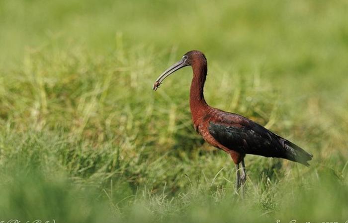 Un festival ornitológico en el Etang du Gol para concienciar sobre la protección de las aves endémicas de la Isla de la Reunión.