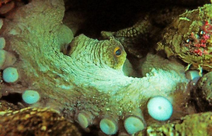 El pulpo sigue prosperando igual de bien en el norte de Finisterre