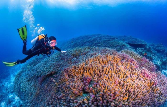 ¡Pensaron que estaban visitando un naufragio y descubrieron un organismo vivo gigante de más de 300 años!