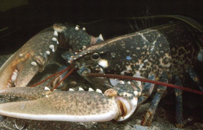 Una langosta dorada muy rara, capturada este verano por una familia en la isla de Ouessant, en Finisterre, será estudiada en Estados Unidos