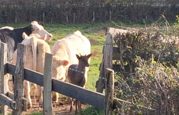 Un ciervo se instala en un rebaño de vacas, la Fundación 30 Millones de Amigos se movilizó para salvarlo