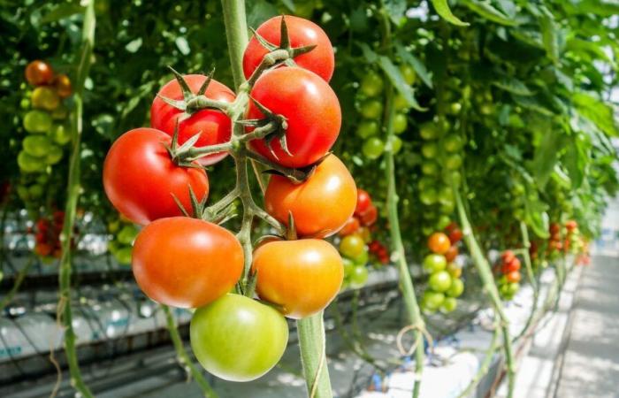 400 manifestantes contra un proyecto de invernaderos gigantes para tomates