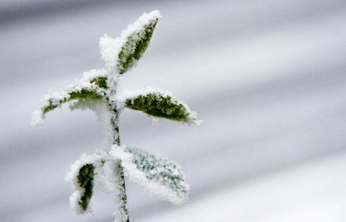 Con el regreso de la nieve y el frío, el clima de esta semana parece invernal