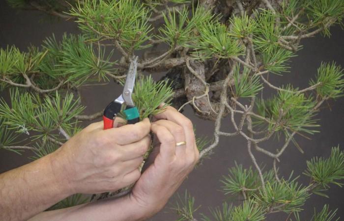 este agricultor de Dordoña es una estrella en el mundo del bonsái