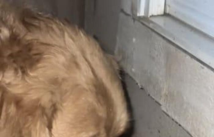 En medio de la tormenta, un Golden Retriever lleno de bondad prefiere proteger a su amiga la rana antes que regresar a casa (vídeo)