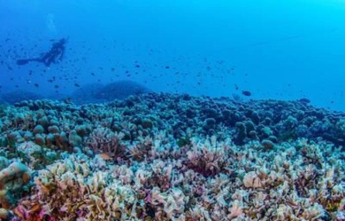 Descubierto el coral más grande del mundo, tan grande que es visible desde el espacio