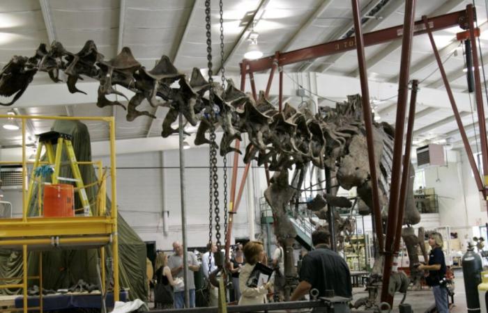 Esqueleto de dinosaurio gigante vendido por 4,7 millones de euros en Francia