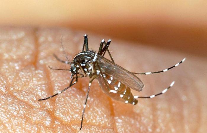 Casi el 20% de los casos de dengue son atribuibles al cambio climático.