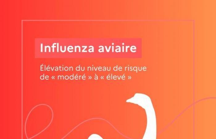 Incremento del nivel de riesgo de influenza aviar de “moderado” a “alto” desde el 9 de noviembre de 2024 en todo el territorio nacional