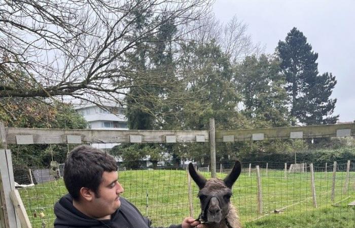 Un lama en una granja educativa, una primicia en el Valle del Oise