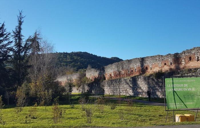 Un bosque urbano crece a orillas del Lot, en Cahors