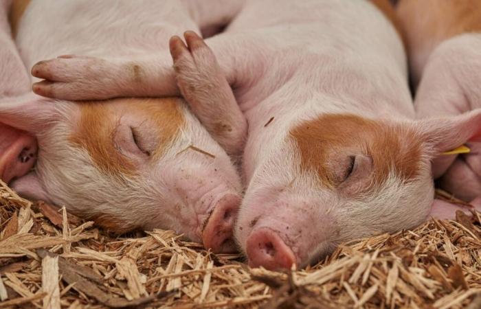 Los investigadores consiguen resucitar cerebros de cerdo 1 hora después de su muerte gracias a… su hígado ????