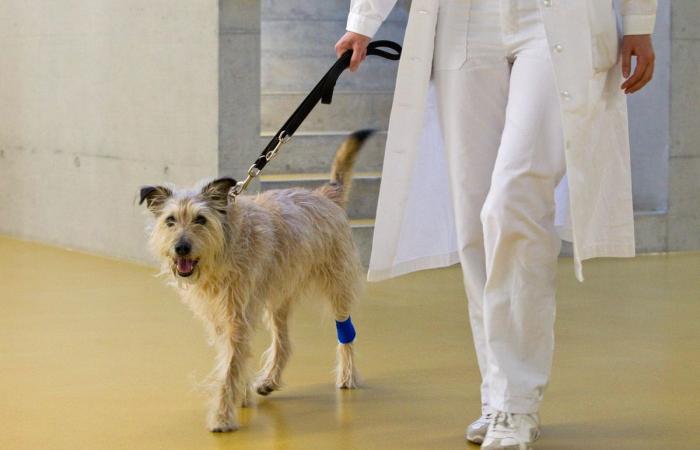 Hospital de animales de Zúrich: la revista hace acusaciones