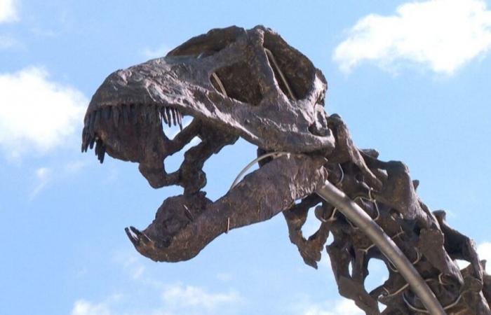 Un coleccionista paga una enorme suma para comprar el esqueleto del dinosaurio más grande jamás subastado en Francia