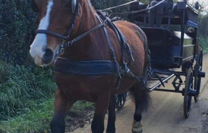 “Volver a conectar con la tradición”: en La Mancha, Marie ofrece un coche fúnebre tirado por caballos para los funerales