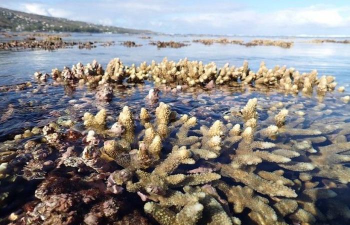 Sensibilizar sobre la preservación de los arrecifes de coral de la Isla de la Reunión antes de que desaparezcan