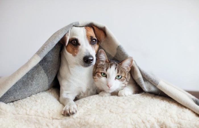 ¿Pueden los perros y gatos pasar frío cuando bajan las temperaturas?