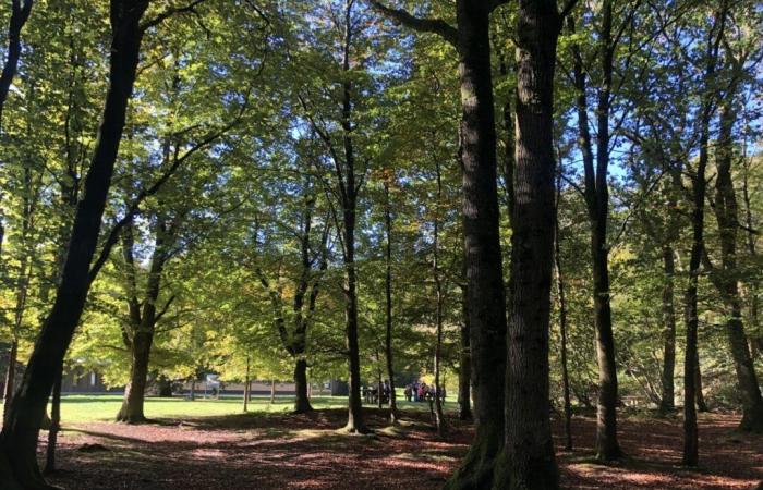 Nos relajamos en el bosque de Cerisy.